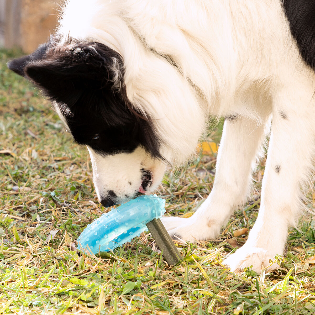 Bevriesbaar kauwspeeltje voor honden 2-in-1, TPR, blauw