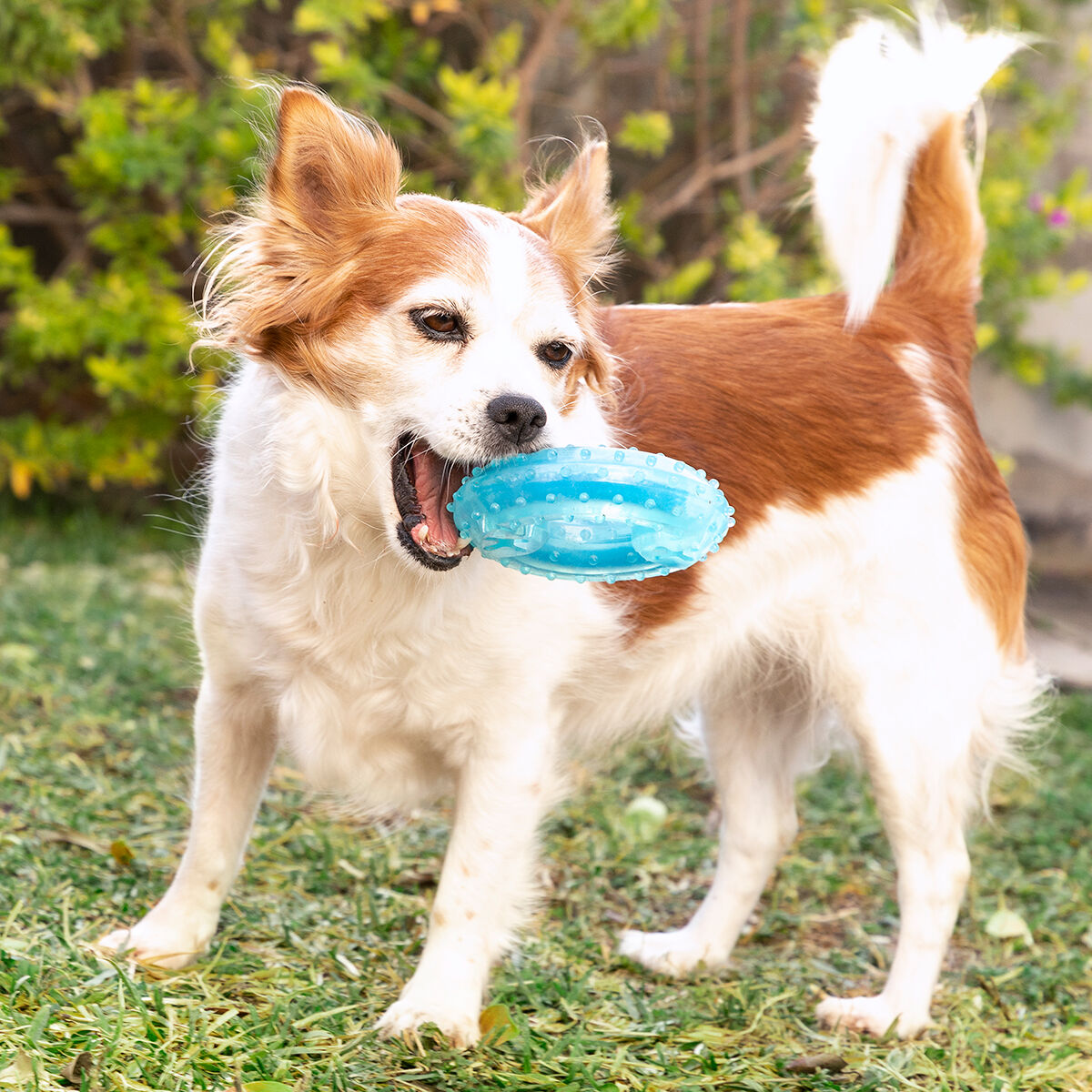 Bevriesbaar kauwspeeltje voor honden 2-in-1, TPR, blauw