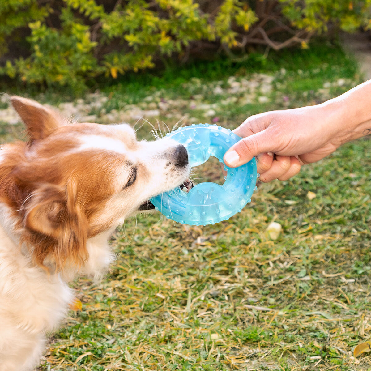 Bevriesbaar kauwspeeltje voor honden 2-in-1, TPR, blauw