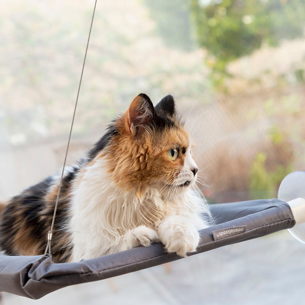 Set selfieclip voor huisdieren en kattenhangmat met zuignappen